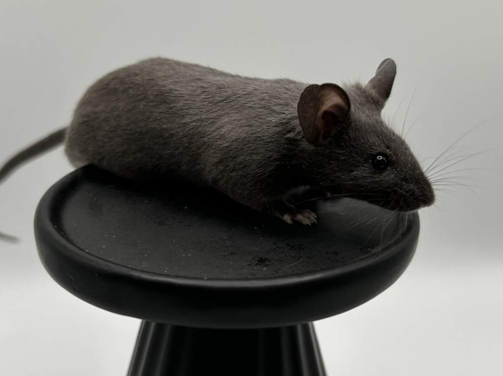 Fancy mouse Show animal Mus musculus 