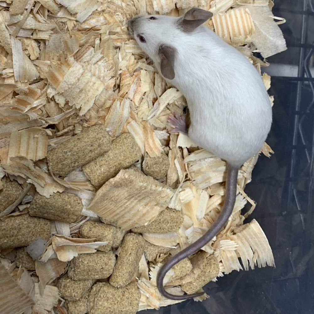 Fancy mouse Show animal Mus musculus 