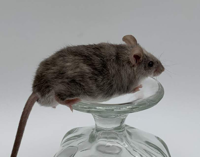 Fancy mouse Retired Mus musculus 