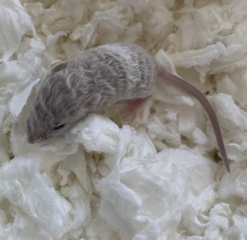 Fancy mouse Pet only Mus musculus 