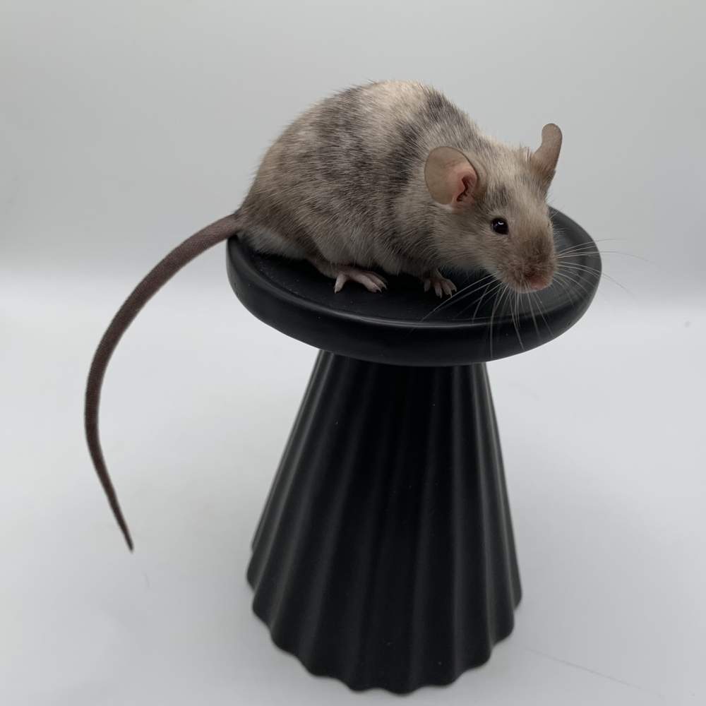 Fancy mouse Breeder Mus musculus 