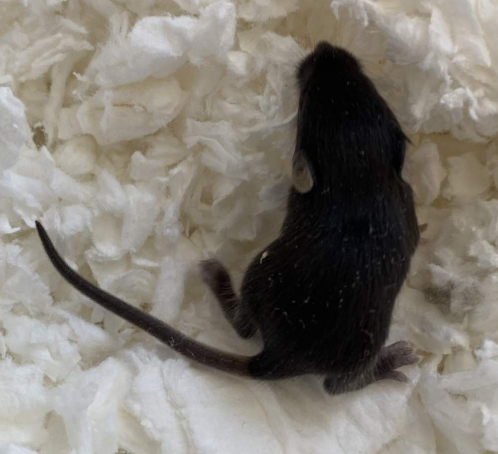 Fancy mouse Pet only Mus musculus 