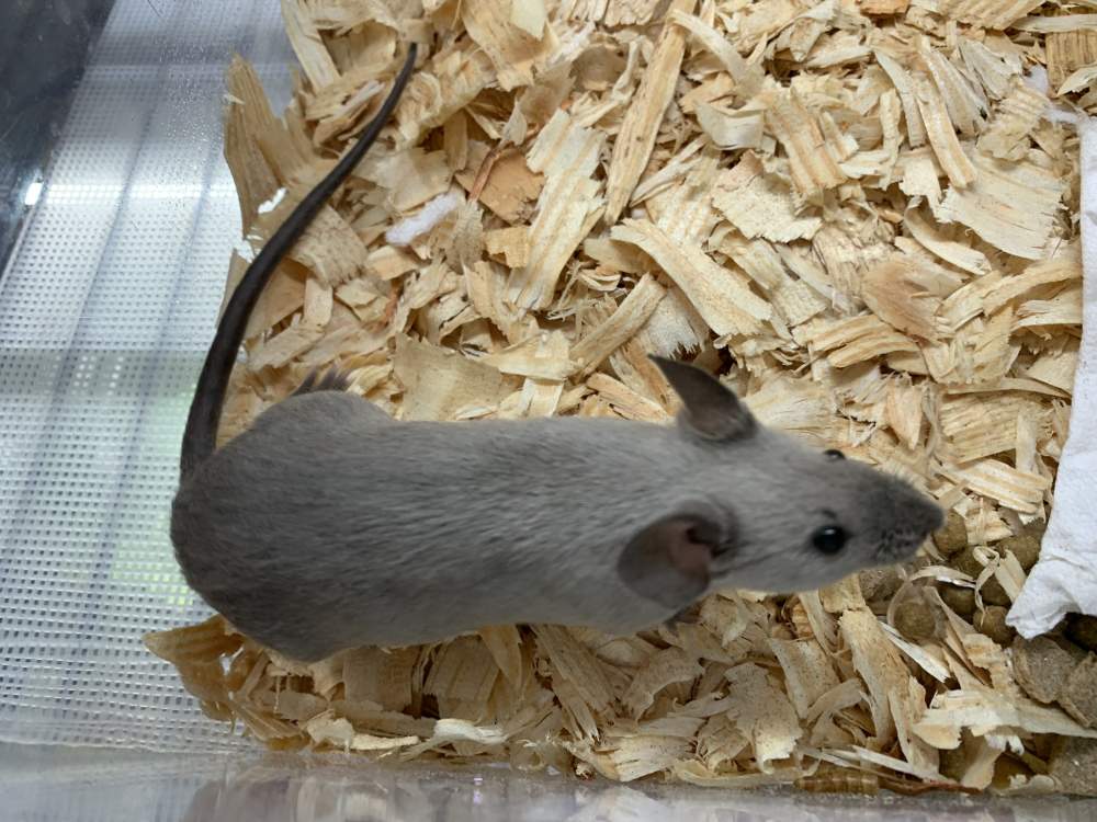 Fancy mouse Show animal Mus musculus 