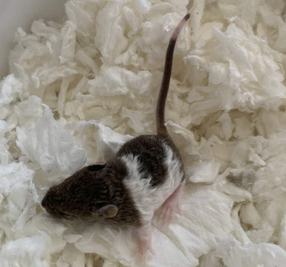 Fancy mouse Pet only Mus musculus 