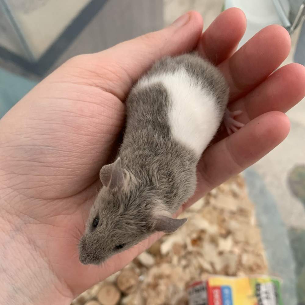 Fancy mouse Breeder Mus musculus 