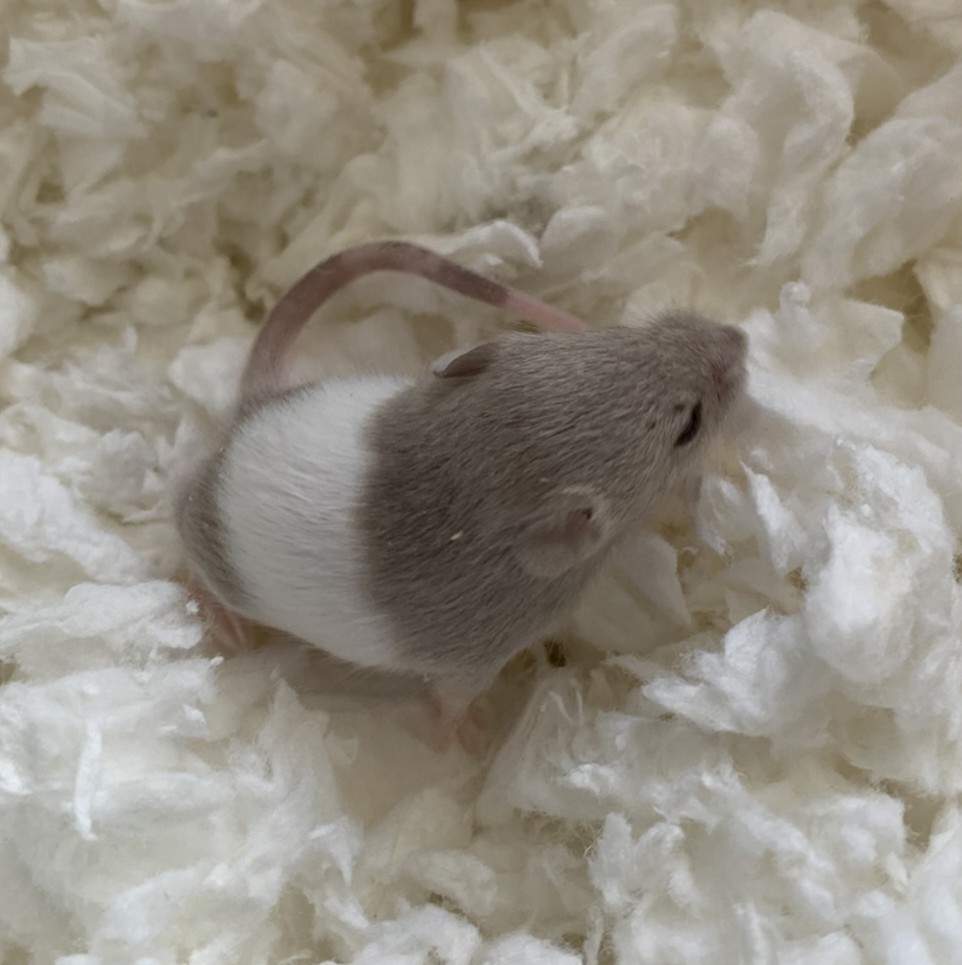 Fancy mouse Pet only Mus musculus 