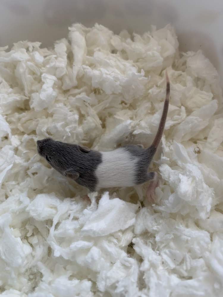 Fancy mouse Pet only Mus musculus 