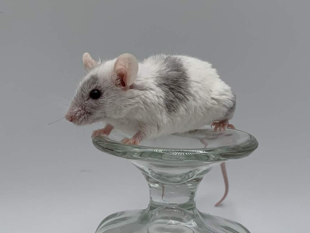 Fancy mouse Retired Mus musculus 