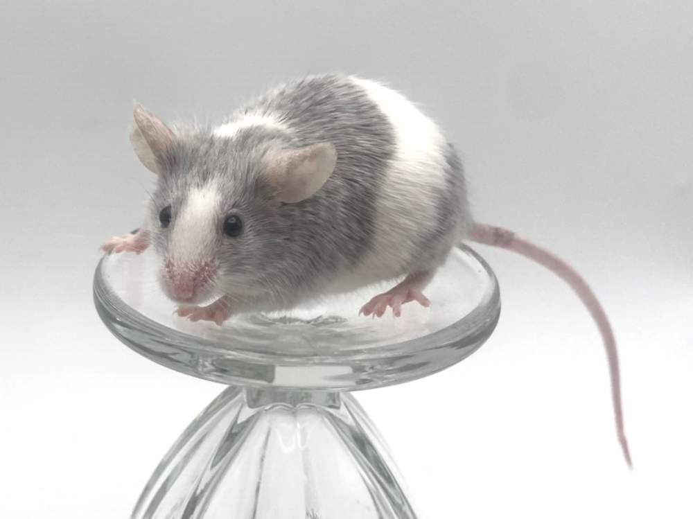Fancy mouse Breeder Mus musculus 