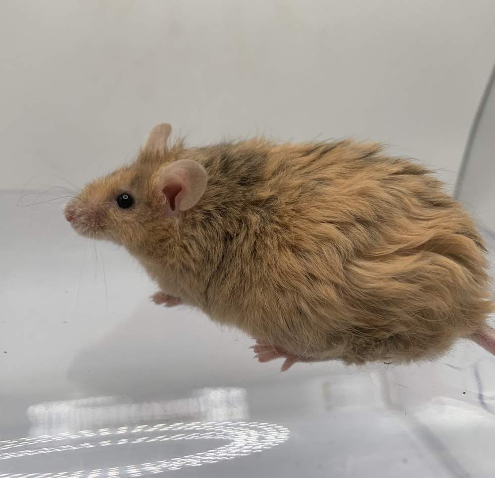 Fancy mouse Breeder Mus musculus 