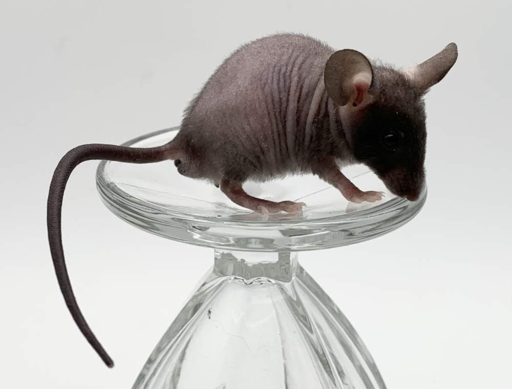 Fancy mouse Pet only Mus musculus 