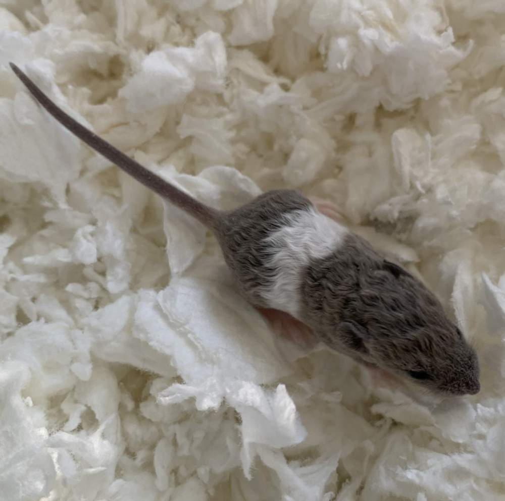 Fancy mouse Pet only Mus musculus 