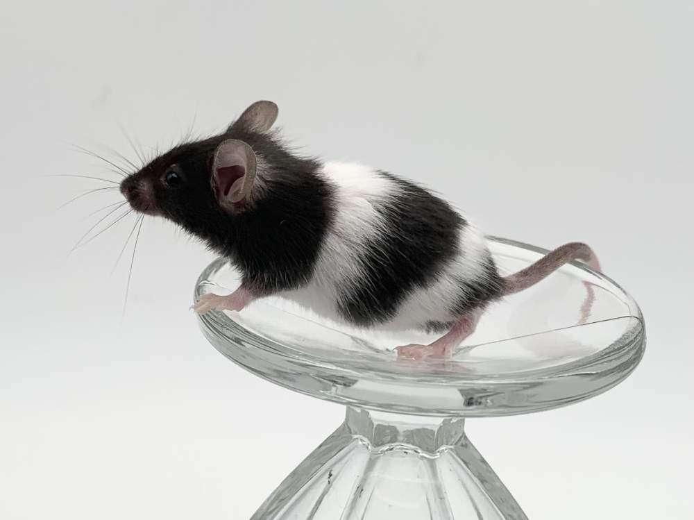 Fancy mouse Pet only Mus musculus 