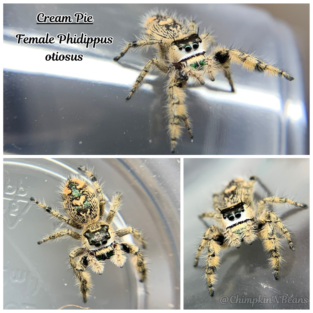 Canopy Jumping Spider (Phidippus otiosus) Breeder  