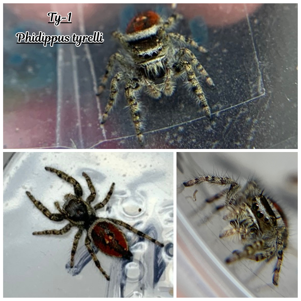 Phidippus tyrelli Pet only  