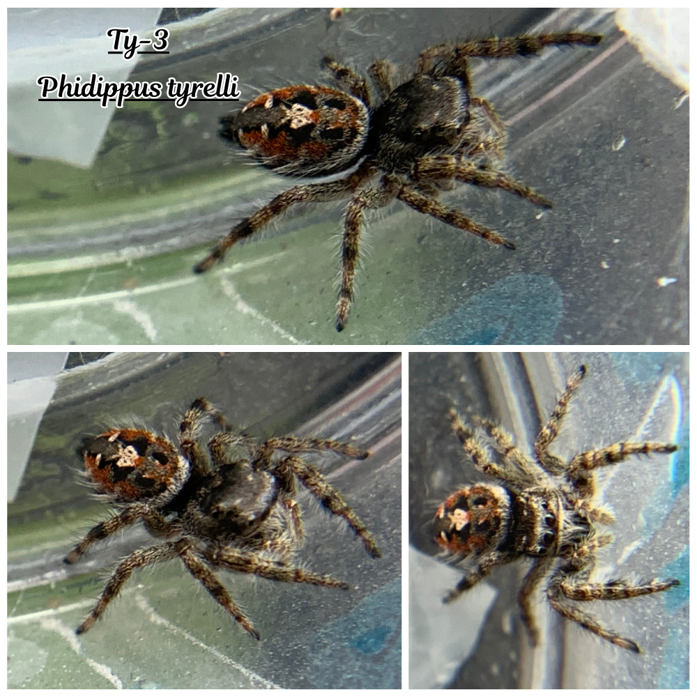 Phidippus tyrelli Pet only  