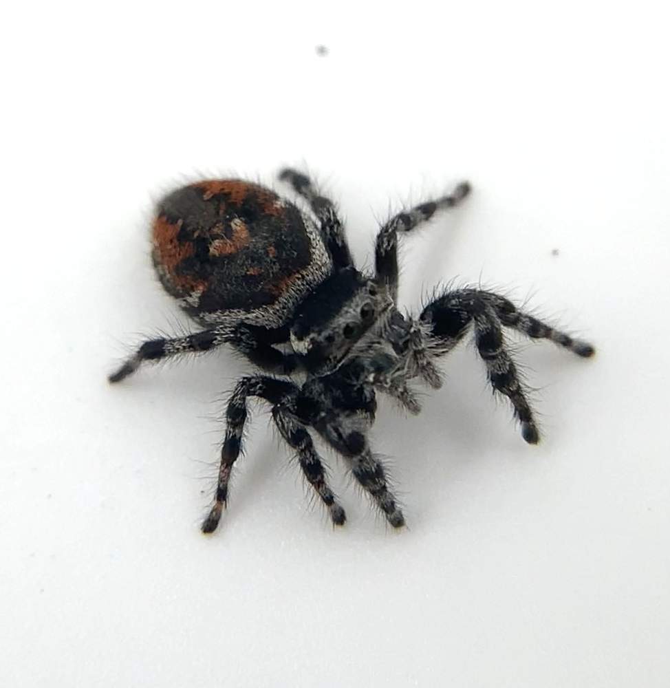 Phidippus tyrelli Retired  