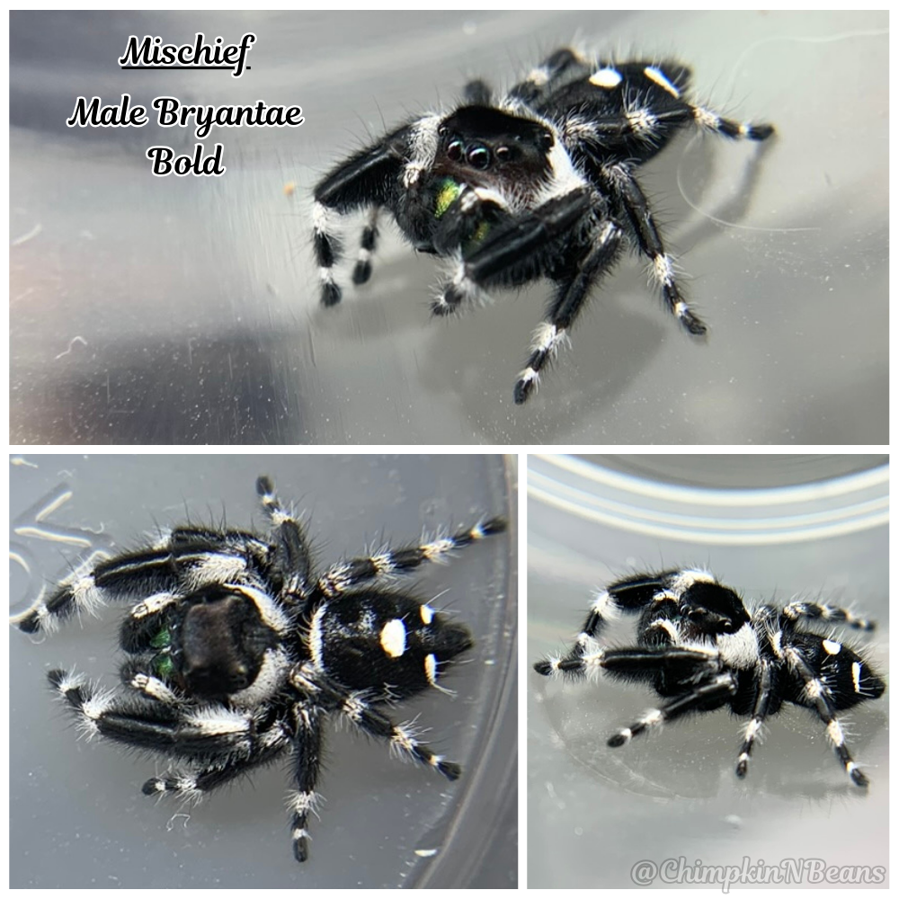 Bold Jumping Spider (Phidippus aduax) Breeder  