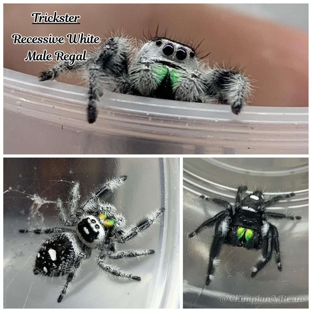 Regal Jumping Spider (Phidippus regius) Breeder  