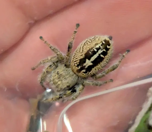 Texas Jumping Spider (Phidippus texanus) Breeder  