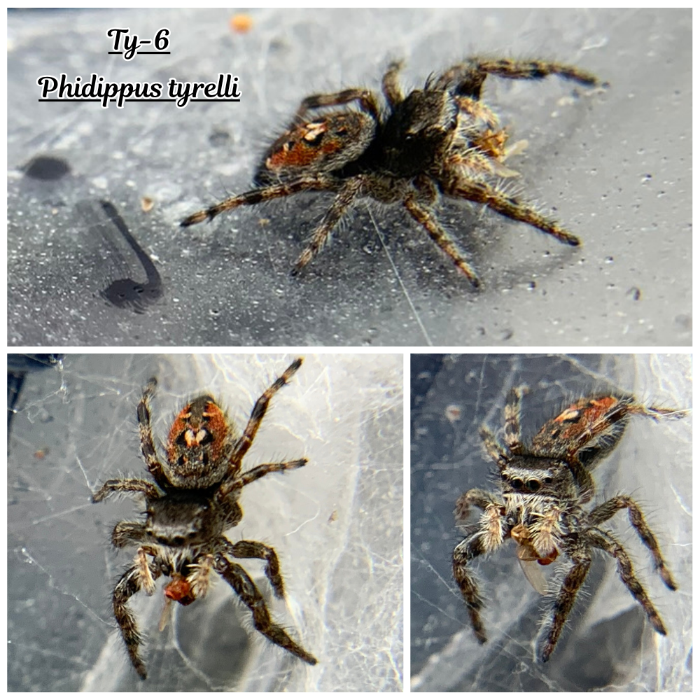 Phidippus tyrelli Pet only  