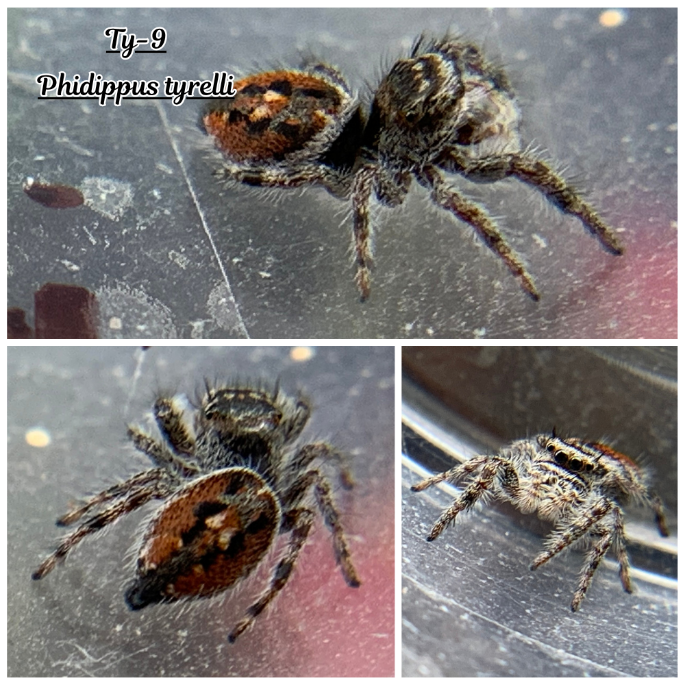 Phidippus tyrelli Pet only  