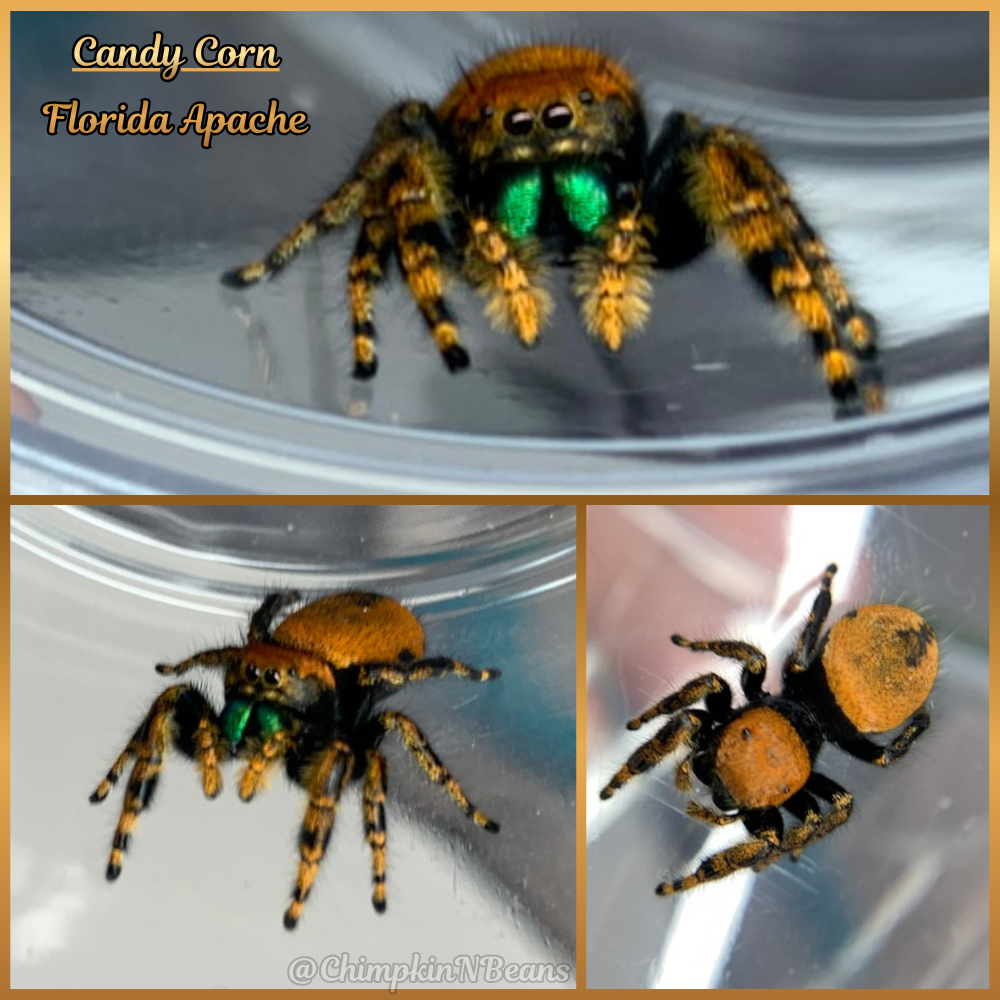 Apache Jumping Spider (Phidippus apacheanus) Breeder  