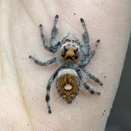 Regal Jumping Spider (Phidippus regius) Breeder  