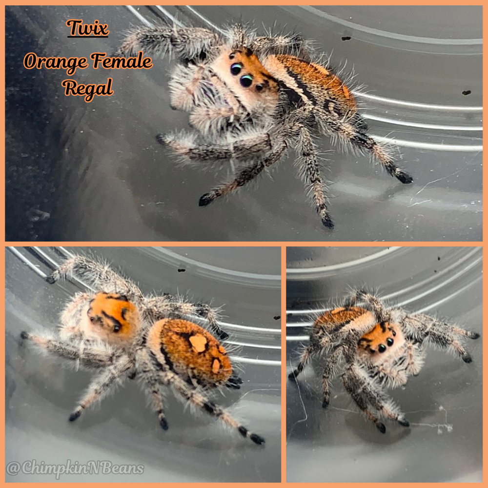 Regal Jumping Spider (Phidippus regius) Breeder  