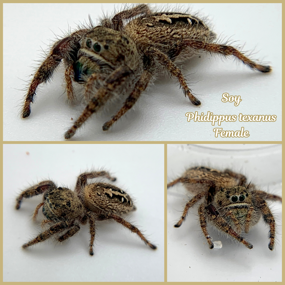 Texas Jumping Spider (Phidippus texanus) Rehomed  