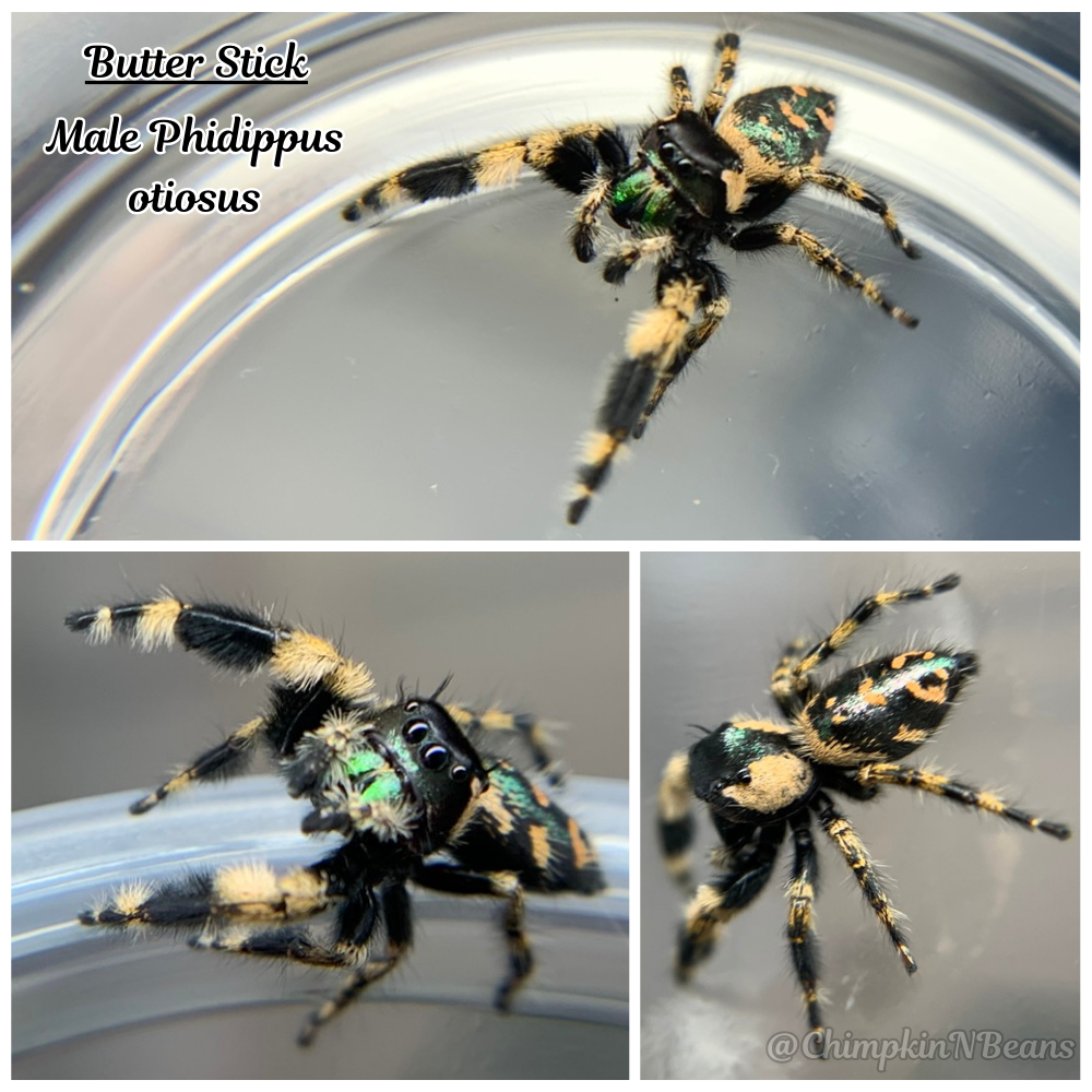 Canopy Jumping Spider (Phidippus otiosus) Breeder  