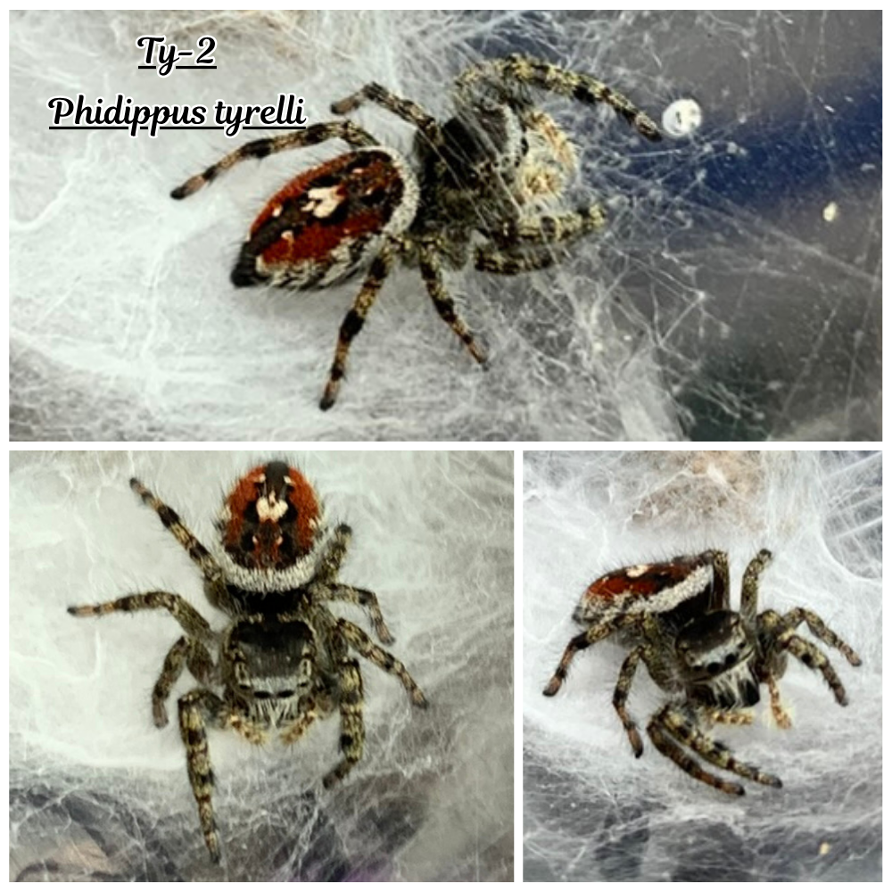 Phidippus tyrelli Pet only  