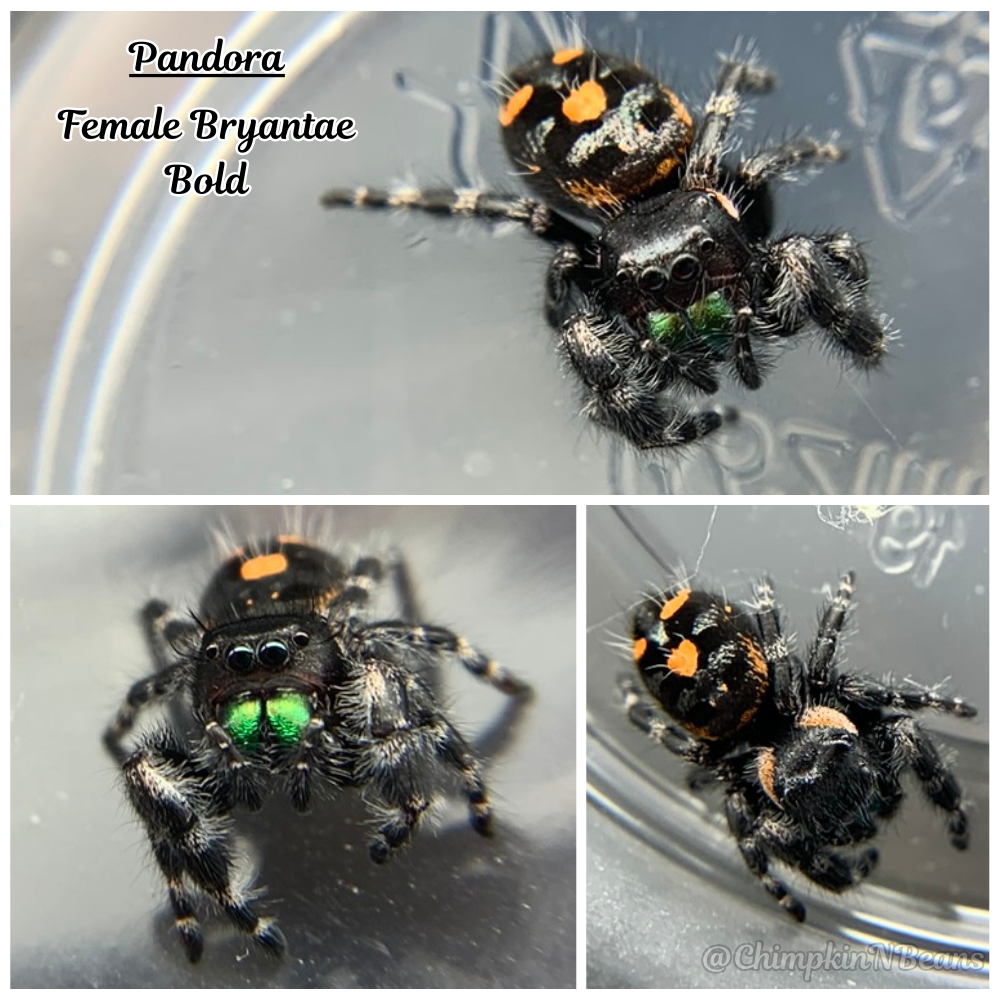 Bold Jumping Spider (Phidippus aduax) Breeder  