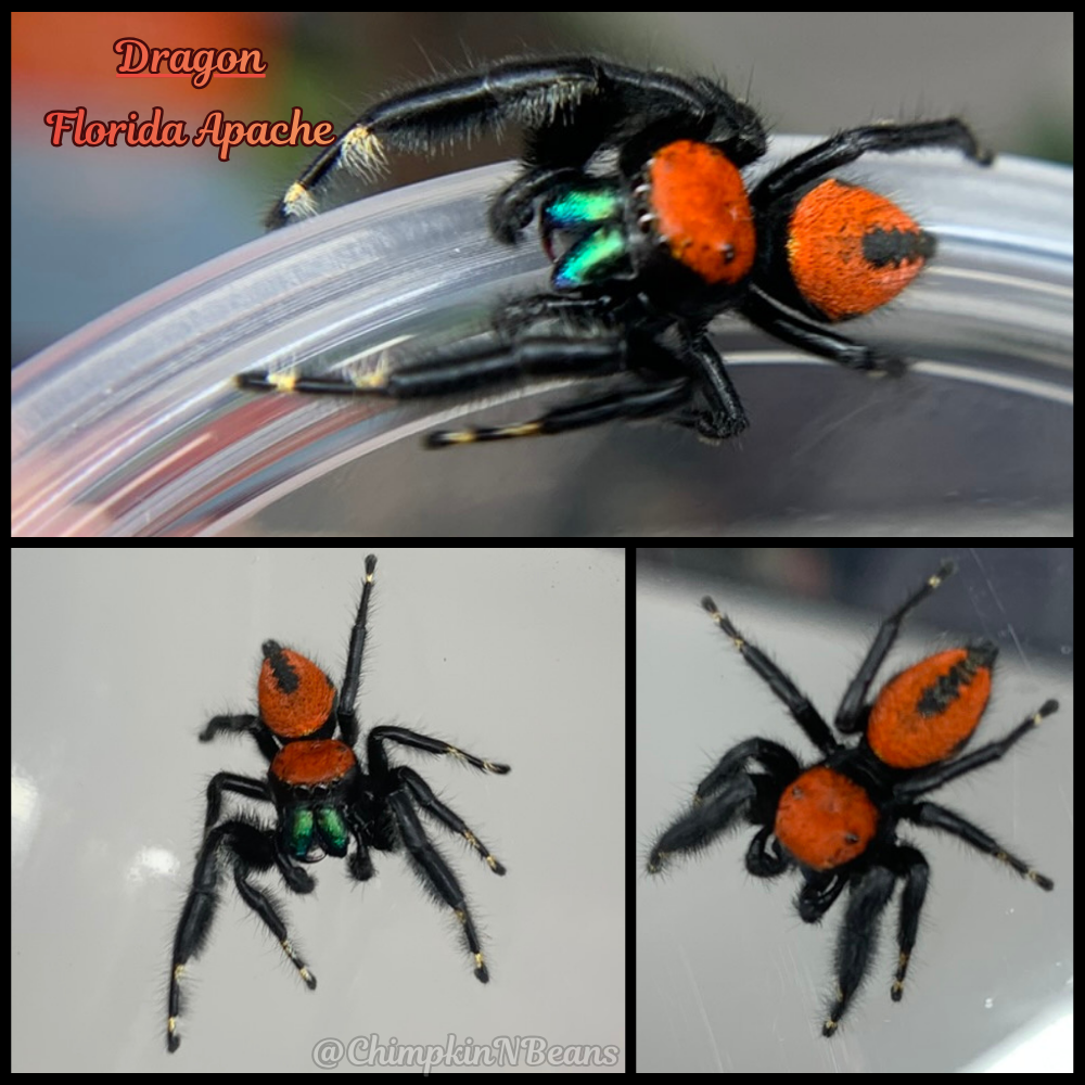 Apache Jumping Spider (Phidippus apacheanus) Rehomed  