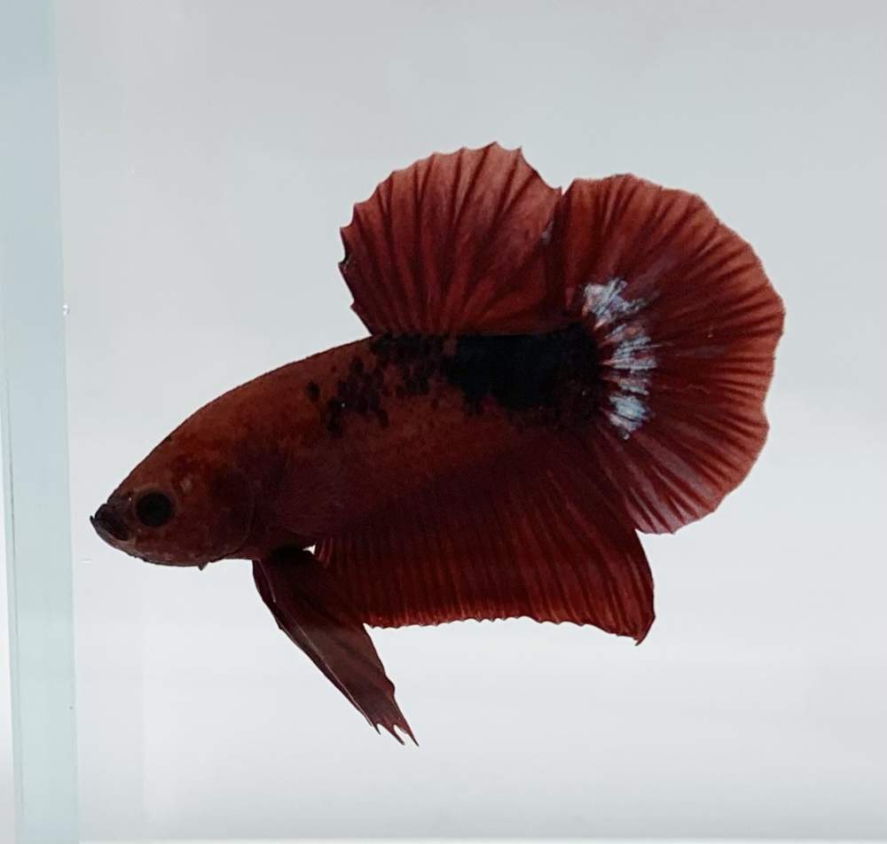 Siamese fighting fish Retired Betta splendens 
