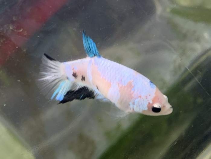 Siamese fighting fish Pet only Betta splendens 