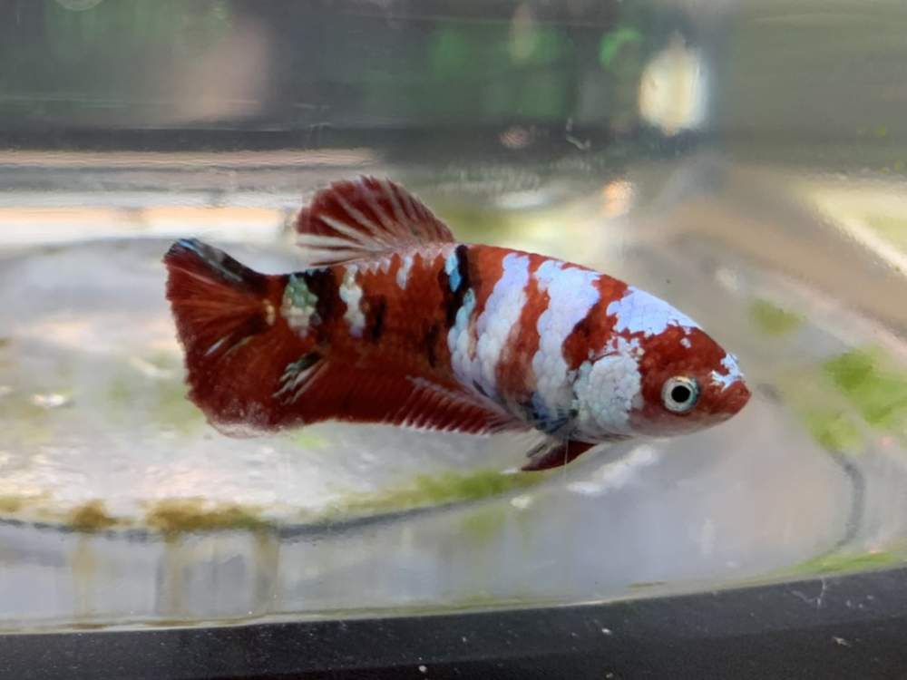Siamese fighting fish Breeder Betta splendens 