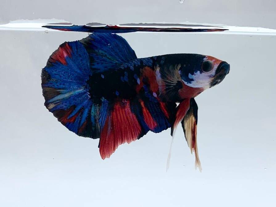 Siamese fighting fish Breeder Betta splendens 