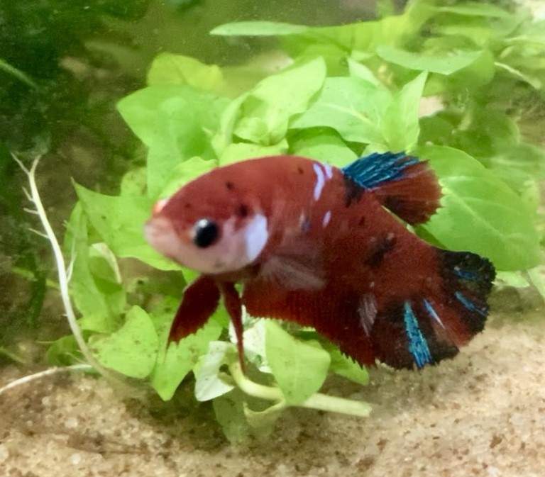 Siamese fighting fish Breeder Betta splendens 