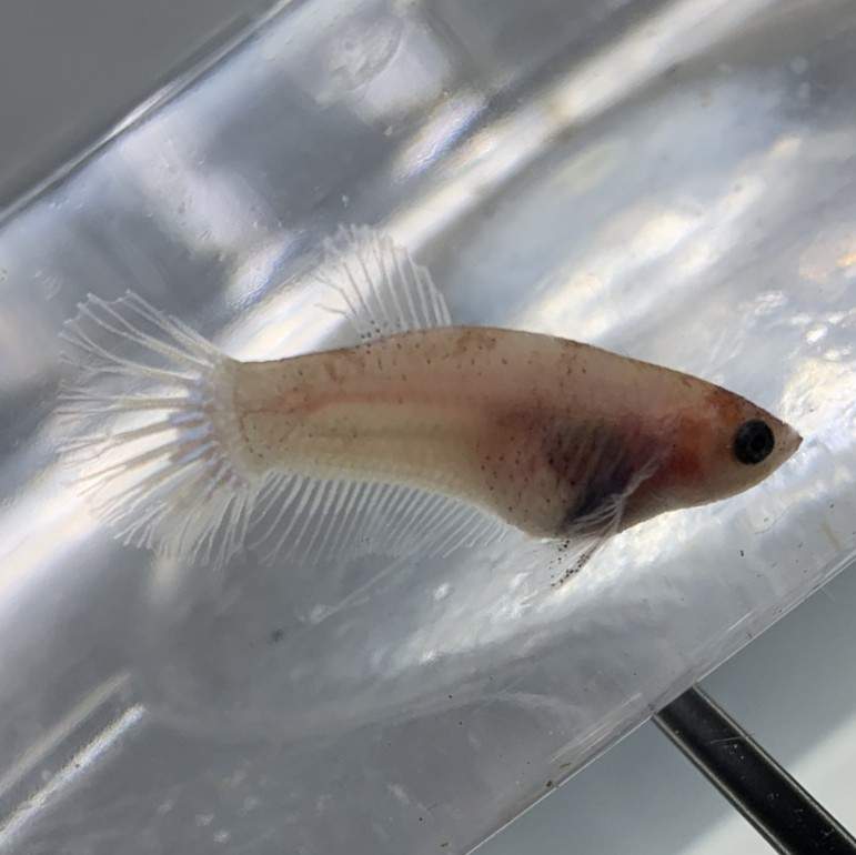 Siamese fighting fish Available for rehoming Betta splendens 