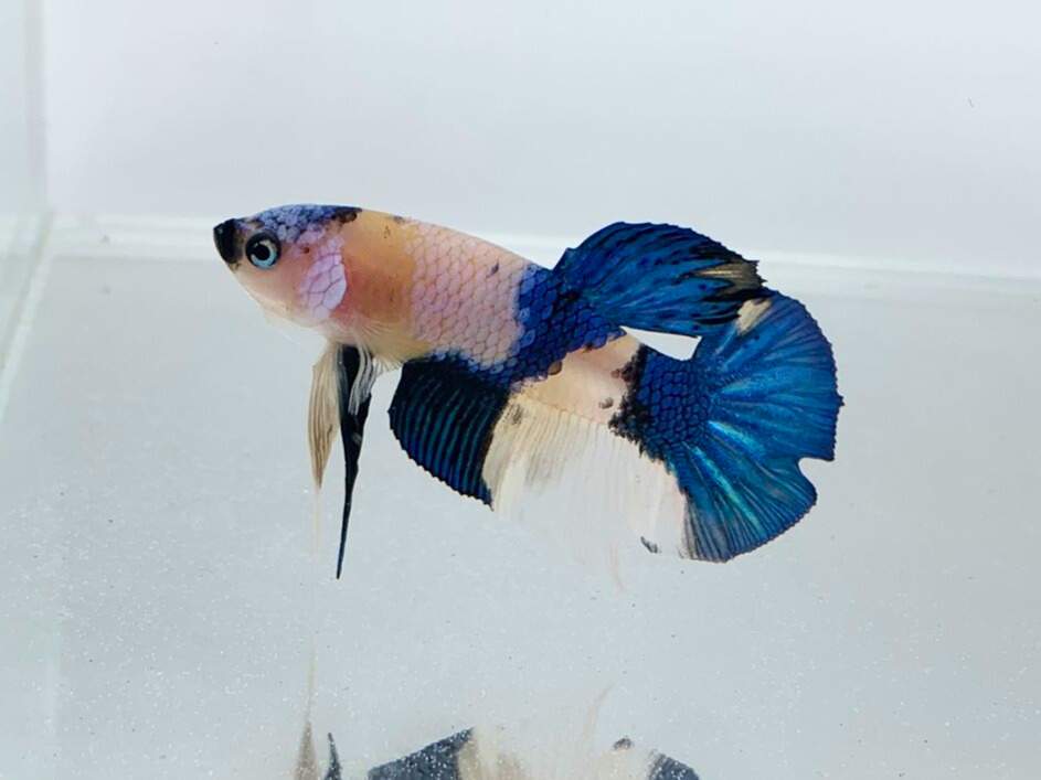 Siamese fighting fish Breeder Betta splendens 