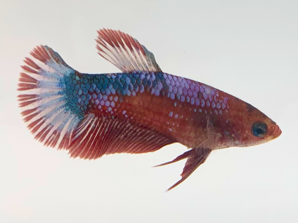 Siamese fighting fish Breeder Betta splendens 