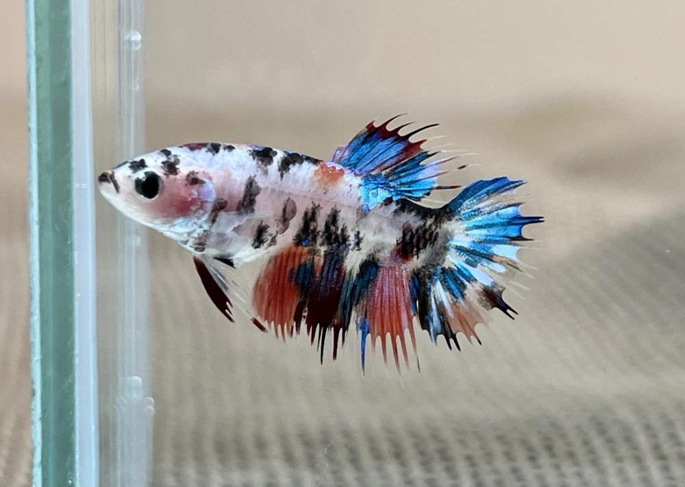 Siamese fighting fish Breeder Betta splendens 