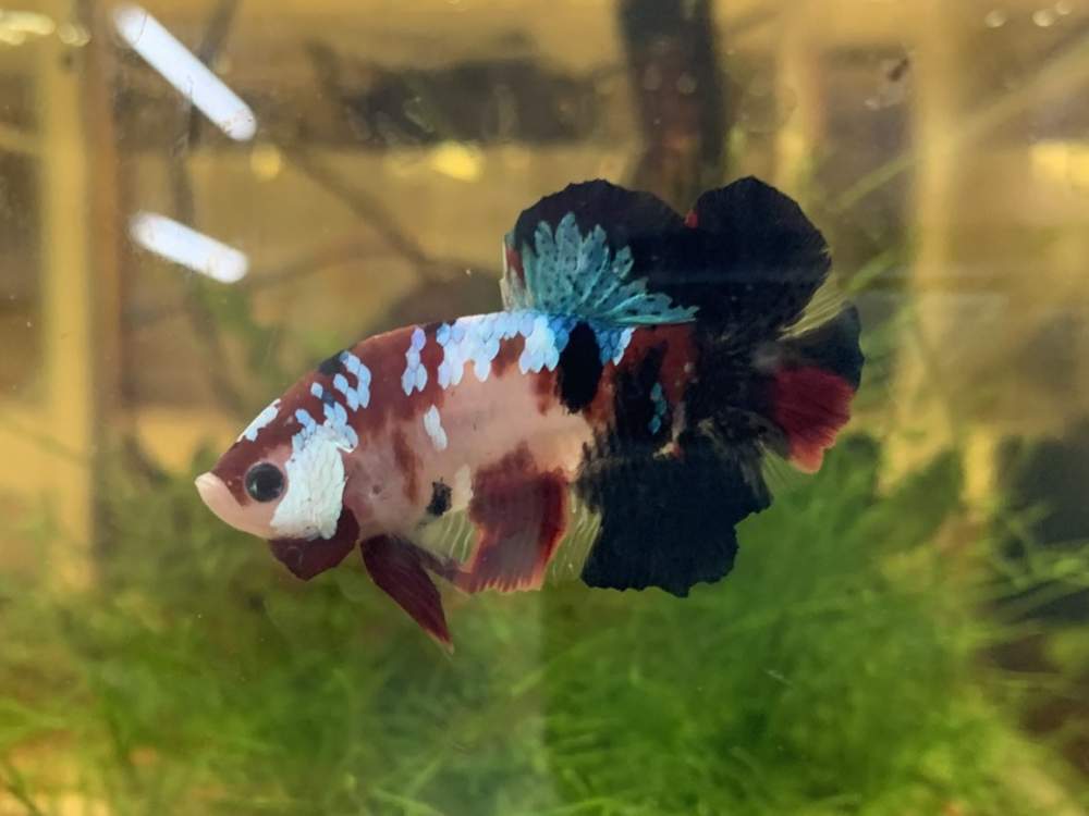 Siamese fighting fish Breeder Betta splendens 