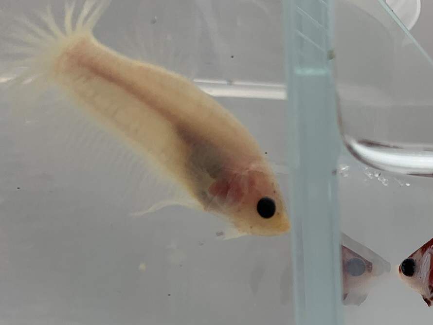 Siamese fighting fish Pet only Betta splendens 