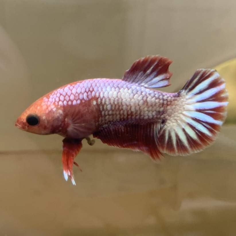 Siamese fighting fish Available for rehoming Betta splendens 