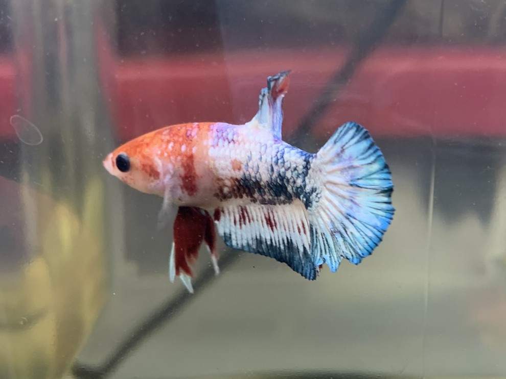 Siamese fighting fish Breeder Betta splendens 