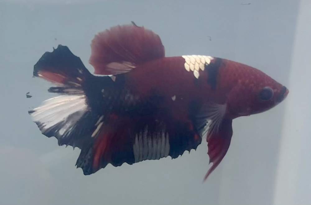 Siamese fighting fish Retired Betta splendens 