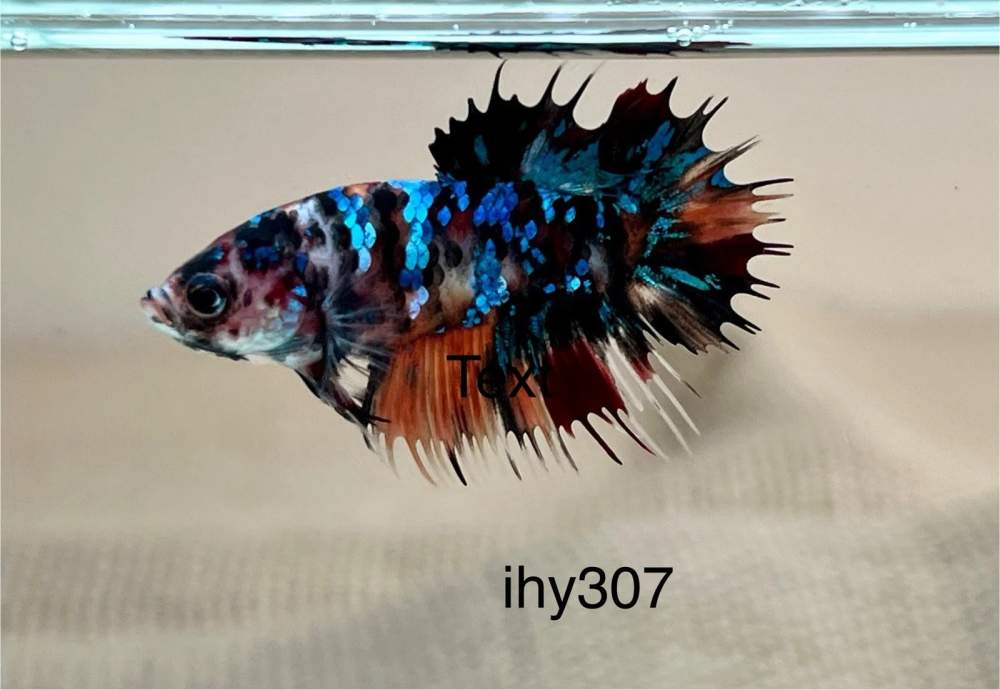 Siamese fighting fish Breeder Betta splendens 