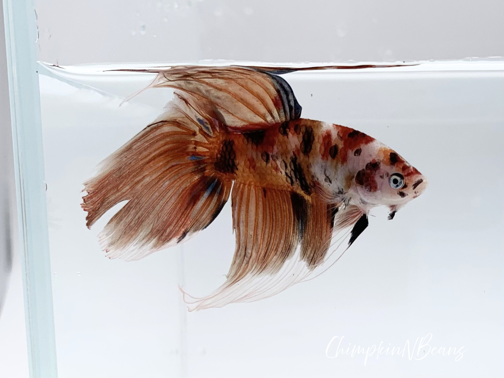Siamese fighting fish Breeder Betta splendens 